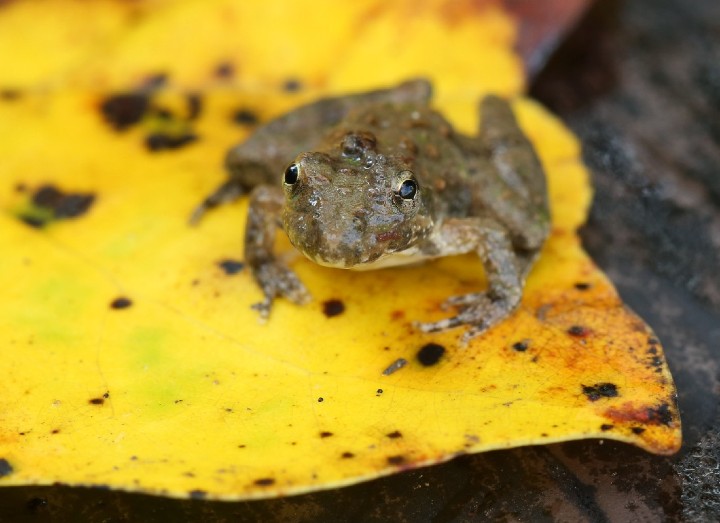 Blanchard's Cricket Frog